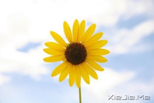 晚安心语:不争,也有属于你的世界 (4)