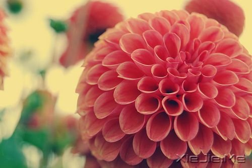 早安心语：心若没有栖息的地方，到哪里都是在流浪 (5)