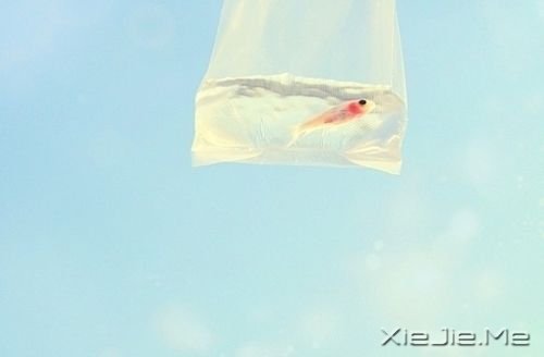 生活只能是后知后觉，但却必须勇往直前 (8)