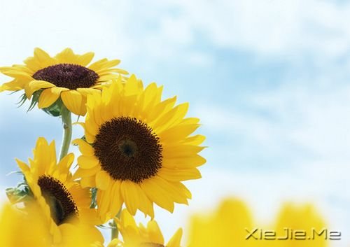 经典语录：不必去改变他人，只需做好自己
